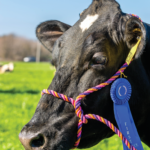 98th Wheeler County Fair starts next week county fair