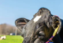 98th Wheeler County Fair starts next week county fair
