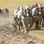Horses and mules put to work at plowing bee near Petersburg rae fp1 4 col cmyk