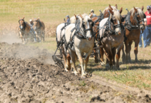 Horses and mules put to work at plowing bee near Petersburg rae fp1 4 col cmyk